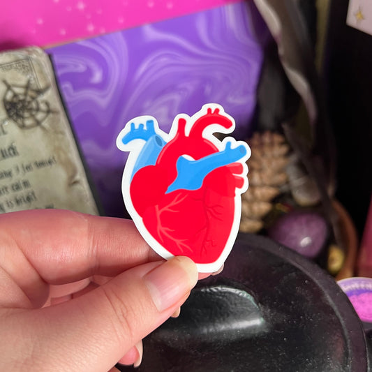 Anatomical Heart | Glossy Waterproof Sticker | Heart, anatomy